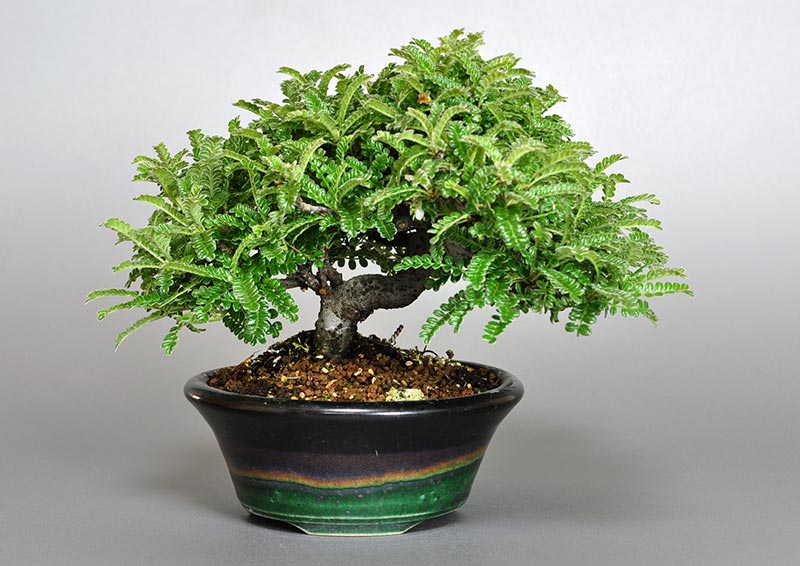 イソザンショウL-4（いそざんしょう・磯山椒）雑木盆栽の販売と育て方・作り方・Osteomeles subrotunda bonsai