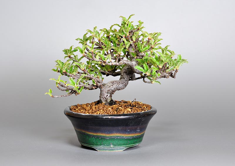 イソザンショウL-5（いそざんしょう・磯山椒）雑木盆栽の販売と育て方・作り方・Osteomeles subrotunda bonsai