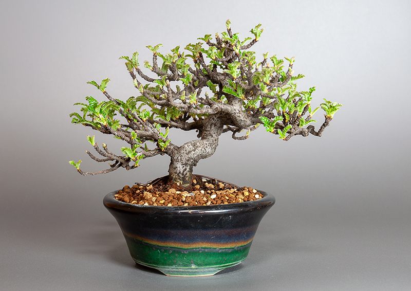 イソザンショウ盆栽（いそざんしょう・磯山椒）ミニ盆栽の今と過去の成長記録と育て方・手入れ・剪定・植え替え・Osteomeles subrotunda bonsai photo