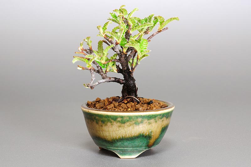 イソザンショウO（いそざんしょう・磯山椒）雑木盆栽の販売と育て方・作り方・Osteomeles subrotunda bonsai photo