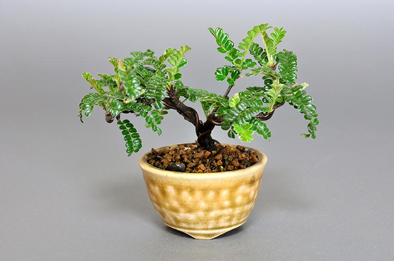 イソザンショウP（いそざんしょう・磯山椒）雑木盆栽の販売と育て方・作り方・Osteomeles subrotunda bonsai