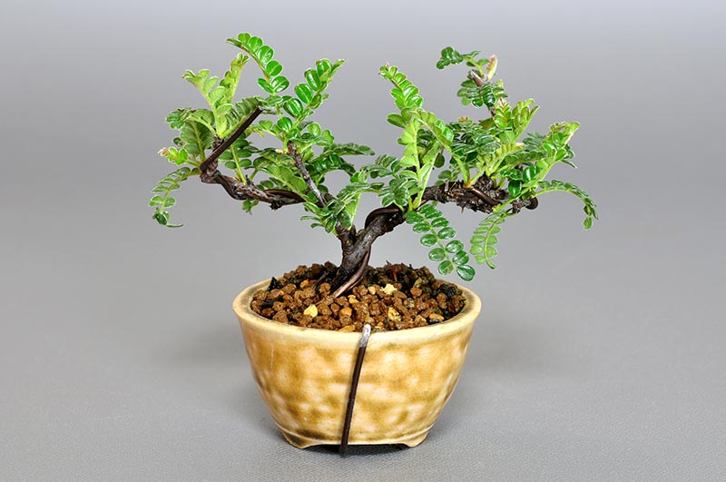 イソザンショウP(いそざんしょう・磯山椒)雑木盆栽を裏側から見た景色・Osteomeles subrotunda bonsai