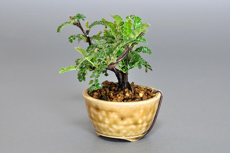 イソザンショウP(いそざんしょう・磯山椒)雑木盆栽を右側から見た景色・Osteomeles subrotunda bonsai