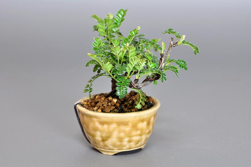 イソザンショウP(いそざんしょう・磯山椒)雑木盆栽を左側から見た景色・Osteomeles subrotunda bonsai