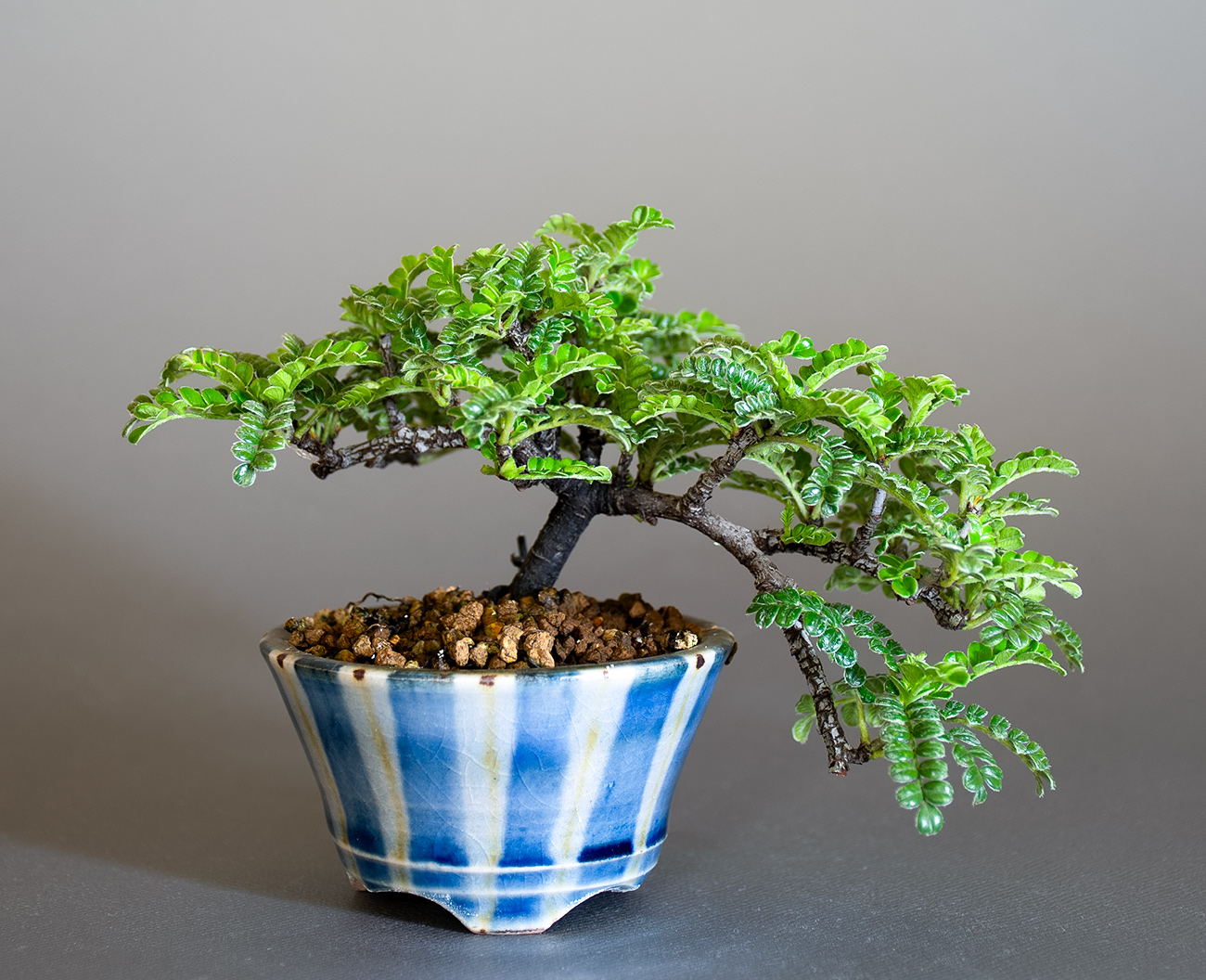 イソザンショウ-U（いそざんしょう・磯山椒）雑木盆栽の販売と育て方・作り方・Osteomeles subrotunda Hance bonsai