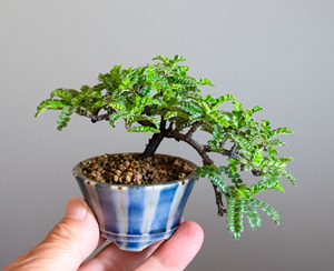 イソザンショウ-U（磯山椒盆栽）Osteomeles subrotunda Hance bonsai