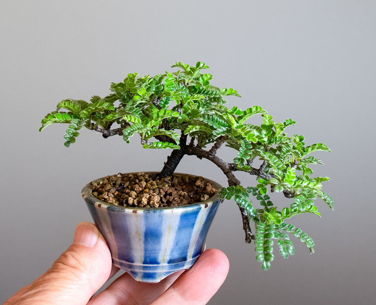 イソザンショウ-U（いそざんしょう・磯山椒）雑木盆栽の手乗りの景色・Osteomeles subrotunda Hance bonsai