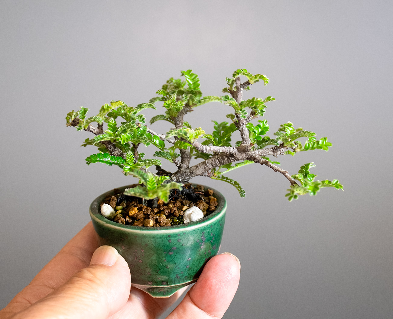 イソザンショウ-V(いそざんしょう・磯山椒)雑木盆栽の手乗りの景色・Osteomeles subrotunda Hance bonsai