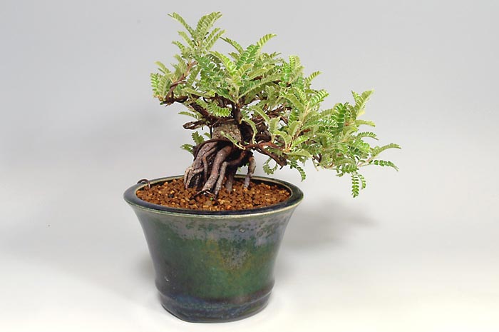 イソザンショウE（いそざんしょう・磯山椒）雑木盆栽を右側から見た景色・Osteomeles subrotunda bonsai