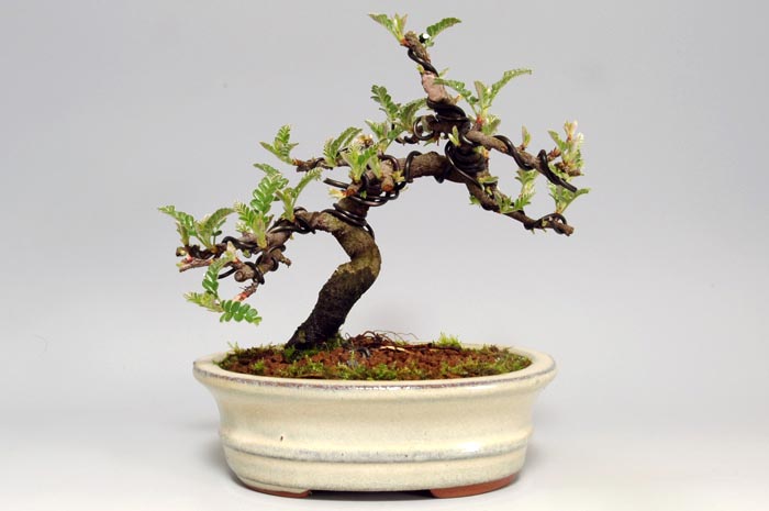 イソザンショウF-1（いそざんしょう・磯山椒）雑木盆栽の販売と育て方・作り方・Osteomeles subrotunda bonsai photo