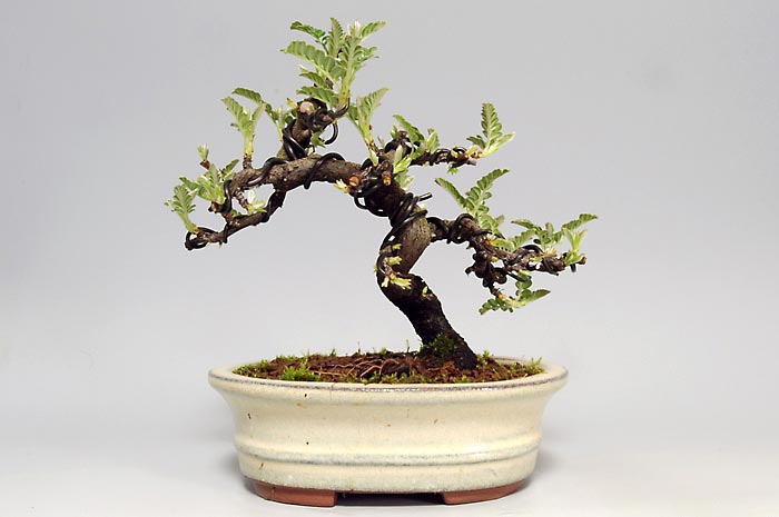 イソザンショウF-1（いそざんしょう・磯山椒）雑木盆栽を裏側から見た景色・Osteomeles subrotunda bonsai photo