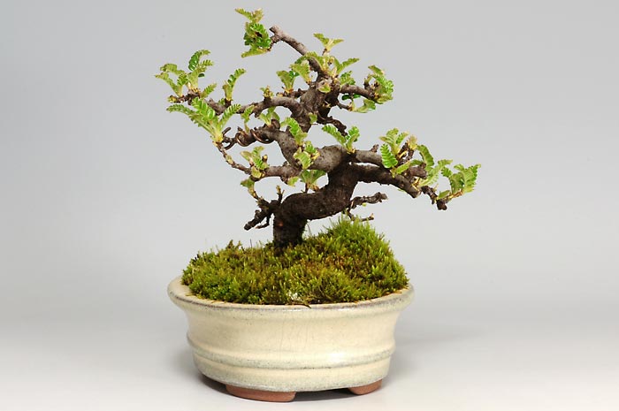 イソザンショウH（いそざんしょう・磯山椒）雑木盆栽を右側から見た景色・Osteomeles subrotunda bonsai