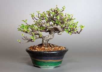 イソザンショウ-L（いそざんしょう・磯山椒）盆栽の樹作りの参考樹形・Osteomeles subrotunda Best bonsai