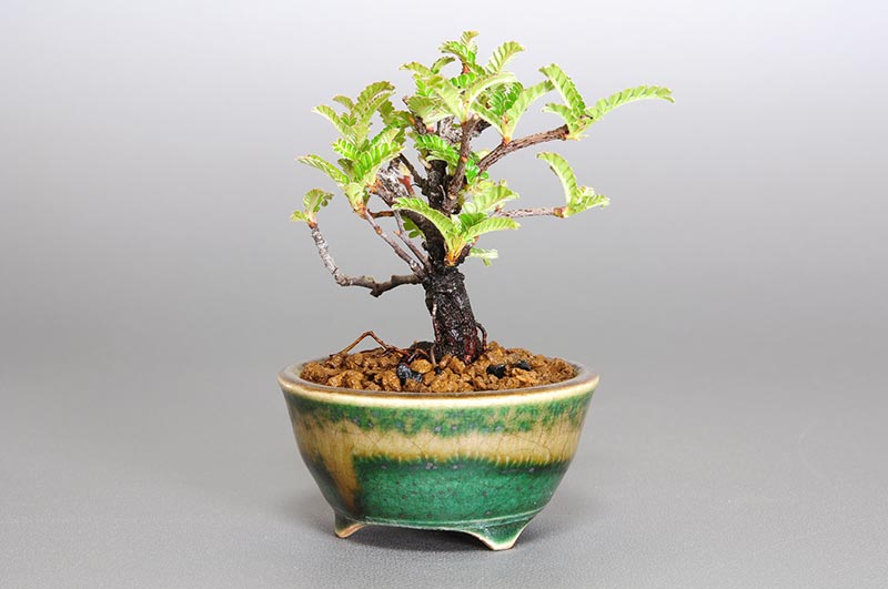 イソザンショウO（いそざんしょう・磯山椒）雑木盆栽を右側から見た景色・Osteomeles subrotunda bonsai photo