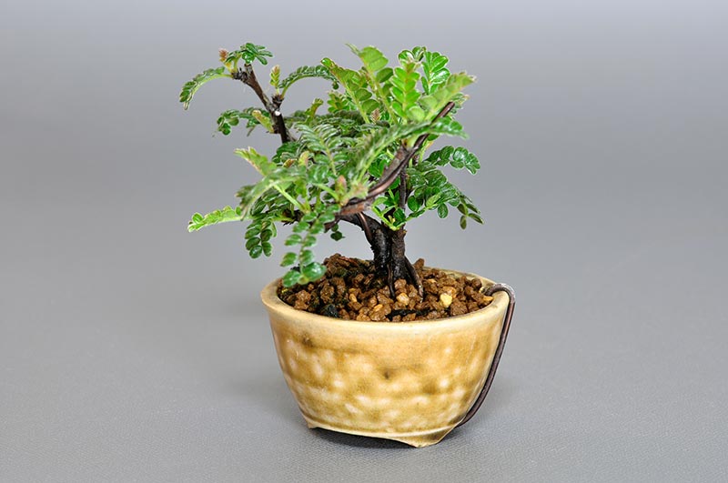 イソザンショウP（いそざんしょう・磯山椒）雑木盆栽を右側から見た景色・Osteomeles subrotunda bonsai