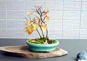 イワシデA（いわしで・岩四手）雑木盆栽の成長記録-1・Carpinus turczaninovii Hance bonsai