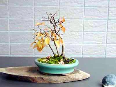 イワシデA-1（いわしで・岩四手）雑木盆栽の販売と育て方・作り方・Carpinus turczaninovii Hance bonsai