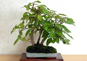 イワシデA（いわしで・岩四手）雑木盆栽の成長記録-10・Carpinus turczaninovii Hance bonsai