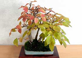 イワシデA（いわしで・岩四手）雑木盆栽の成長記録-11・Carpinus turczaninovii Hance bonsai