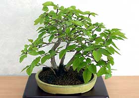 イワシデA（いわしで・岩四手）雑木盆栽の成長記録-12・Carpinus turczaninovii Hance bonsai