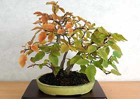 イワシデA（いわしで・岩四手）雑木盆栽の成長記録-13・Carpinus turczaninovii Hance bonsai