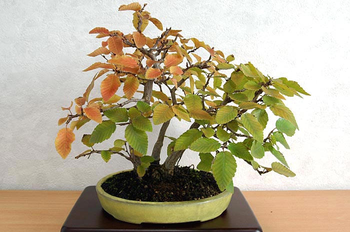 イワシデA-13（いわしで・岩四手）雑木盆栽の販売と育て方・作り方・Carpinus turczaninovii Hance bonsai