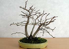 イワシデA（いわしで・岩四手）雑木盆栽の成長記録-14・Carpinus turczaninovii Hance bonsai