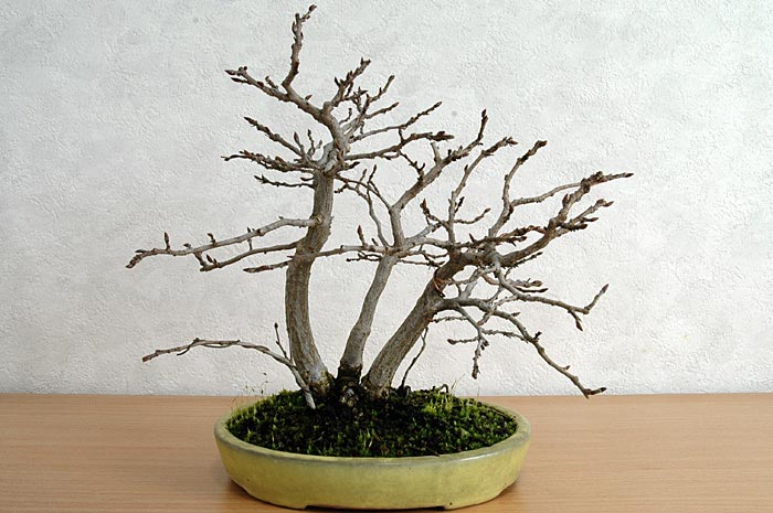 イワシデA-14（いわしで・岩四手）雑木盆栽の販売と育て方・作り方・Carpinus turczaninovii Hance bonsai