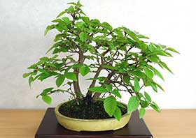 イワシデA（いわしで・岩四手）雑木盆栽の成長記録-15・Carpinus turczaninovii Hance bonsai