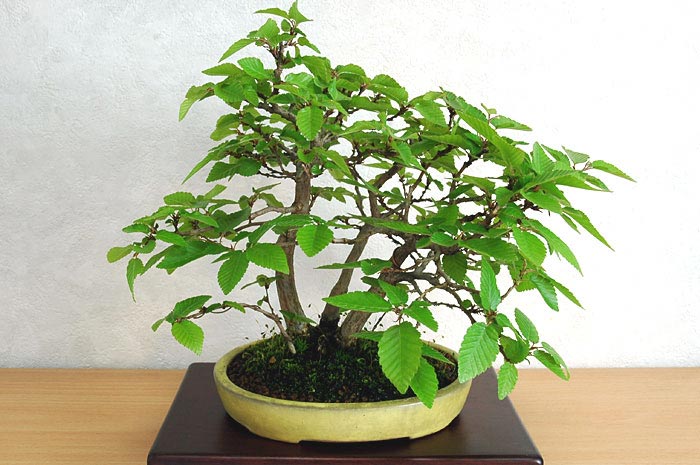 イワシデA-15（いわしで・岩四手）雑木盆栽の販売と育て方・作り方・Carpinus turczaninovii Hance bonsai