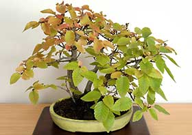 イワシデA（いわしで・岩四手）雑木盆栽の成長記録-16・Carpinus turczaninovii Hance bonsai