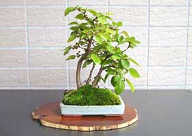 イワシデA（いわしで・岩四手）雑木盆栽の成長記録-2・Carpinus turczaninovii Hance bonsai