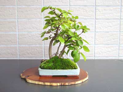 イワシデA-2（いわしで・岩四手）雑木盆栽の販売と育て方・作り方・Carpinus turczaninovii Hance bonsai