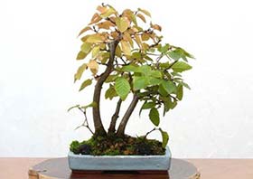 イワシデA（いわしで・岩四手）雑木盆栽の成長記録-3・Carpinus turczaninovii Hance bonsai