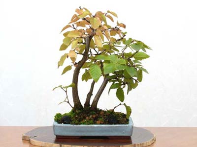 イワシデA-3（いわしで・岩四手）雑木盆栽の販売と育て方・作り方・Carpinus turczaninovii Hance bonsai