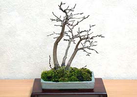 イワシデA（いわしで・岩四手）雑木盆栽の成長記録-4・Carpinus turczaninovii Hance bonsai