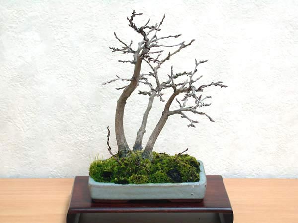 イワシデA-4（いわしで・岩四手）雑木盆栽の販売と育て方・作り方・Carpinus turczaninovii Hance bonsai