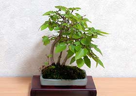 イワシデA（いわしで・岩四手）雑木盆栽の成長記録-5・Carpinus turczaninovii Hance bonsai