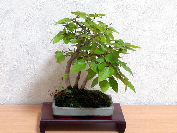 イワシデA-5（いわしで・岩四手）雑木盆栽の販売と育て方・作り方・Carpinus turczaninovii Hance bonsai