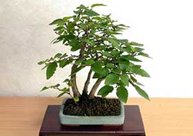 イワシデA（いわしで・岩四手）雑木盆栽の成長記録-6・Carpinus turczaninovii Hance bonsai