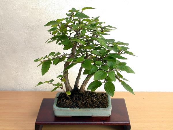 イワシデA-6（いわしで・岩四手）雑木盆栽の販売と育て方・作り方・Carpinus turczaninovii Hance bonsai