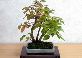 イワシデA（いわしで・岩四手）雑木盆栽の成長記録-7・Carpinus turczaninovii Hance bonsai