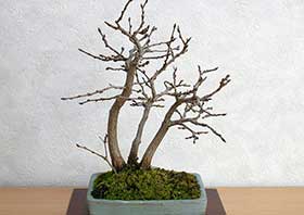 イワシデA（いわしで・岩四手）雑木盆栽の成長記録-8・Carpinus turczaninovii Hance bonsai