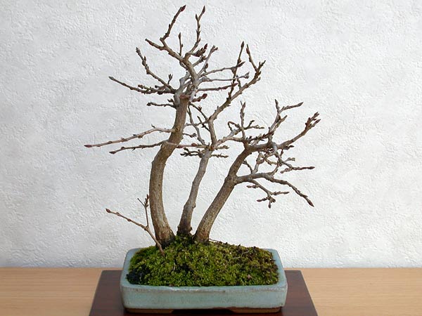 イワシデA-8（いわしで・岩四手）雑木盆栽の販売と育て方・作り方・Carpinus turczaninovii Hance bonsai