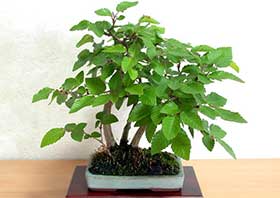 イワシデA（いわしで・岩四手）雑木盆栽の成長記録-9・Carpinus turczaninovii Hance bonsai