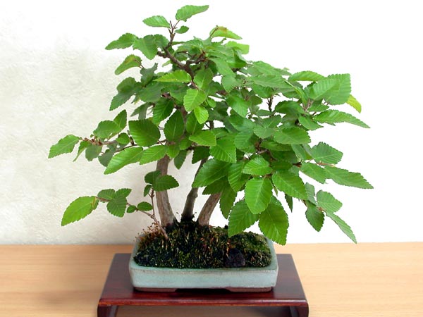 イワシデA-9（いわしで・岩四手）雑木盆栽の販売と育て方・作り方・Carpinus turczaninovii Hance bonsai