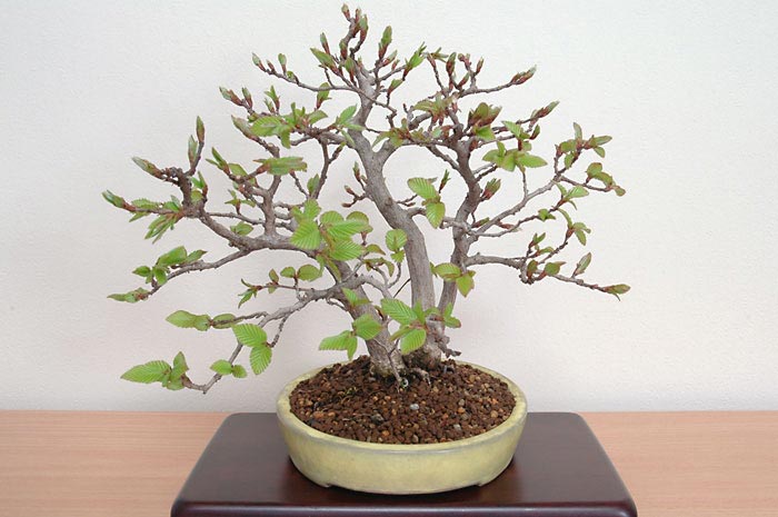 イワシデ-A（岩四手盆栽）Carpinus turczaninovii Hance bonsai・小品盆栽のベストコレクション・Best Collection of Shohin Bonsai