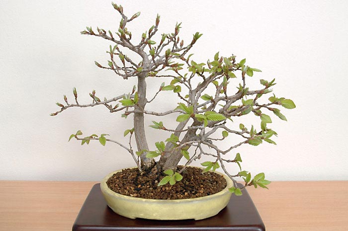 ミニ盆栽・イワシデA（いわしで・岩四手）雑木盆栽を裏側から見た景色・Carpinus turczaninovii Hance bonsai