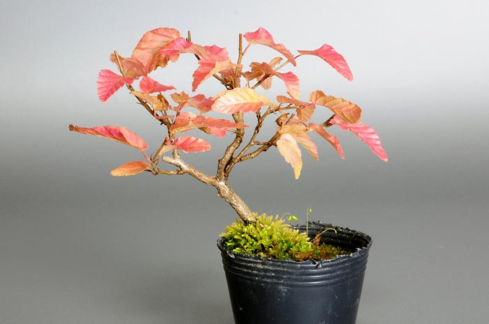 イワシデ-A1（いわしで・岩四手）雑木盆栽の販売と育て方・作り方・Carpinus turczaninovii Hance bonsai