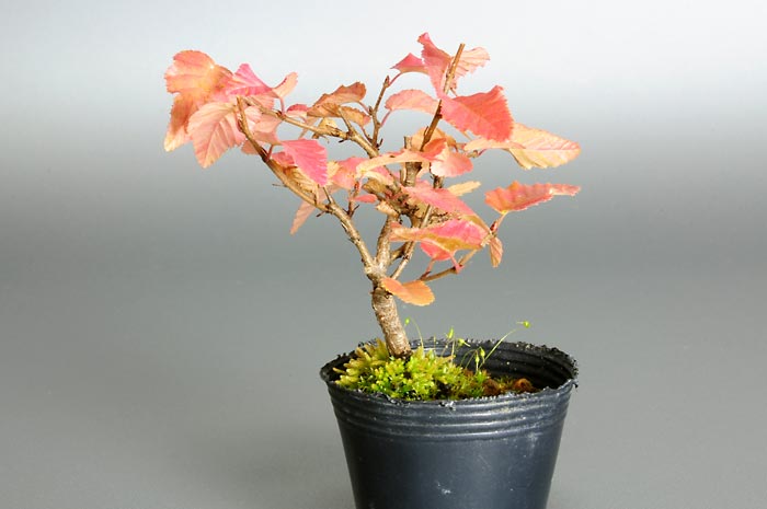 イワシデ-A1（いわしで・岩四手）雑木盆栽を左側から見た景色・Carpinus turczaninovii Hance bonsai